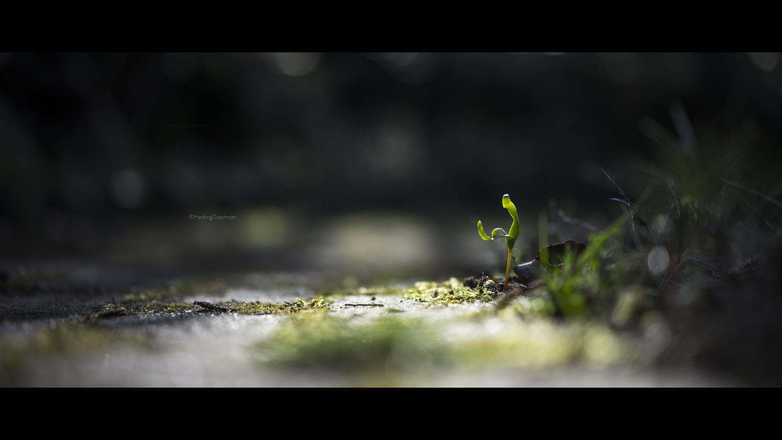 The beginning of: The Maple Tree