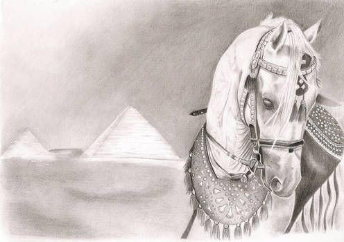 Arabian horse