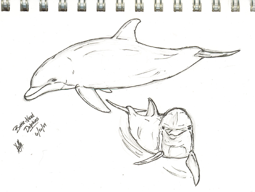 Dolphins - Sketch