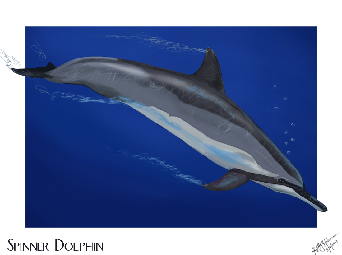 Spinner Dolphin Blue Waters