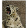 Snow Leopard Yawn