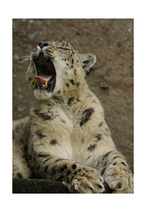 Snow Leopard Yawn