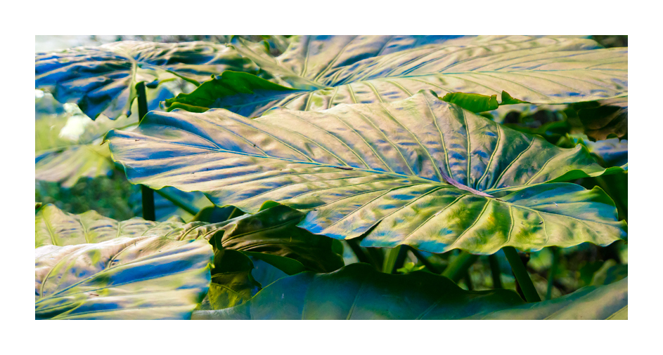 Elephant Ears