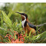 Honeyeater