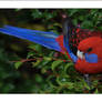 Crimson rosella 3