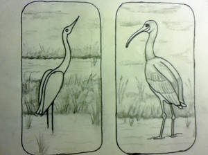 Egret and Ibis