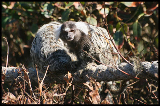 Marmosets