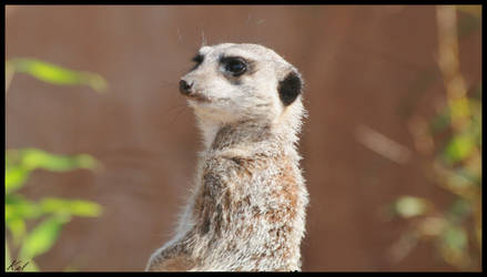 Meerkat Portrait