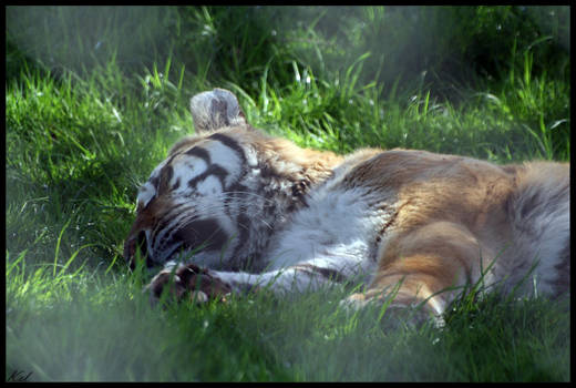 Tiger Nap