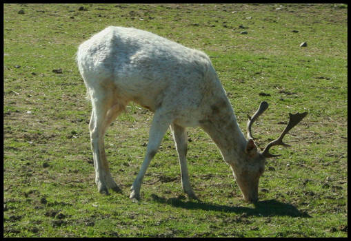 White Deer