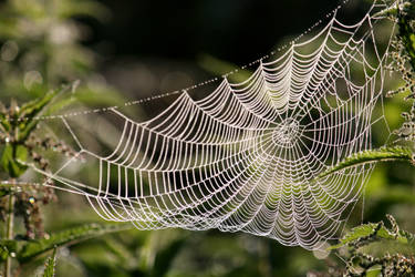 Cobweb - Morning Dew