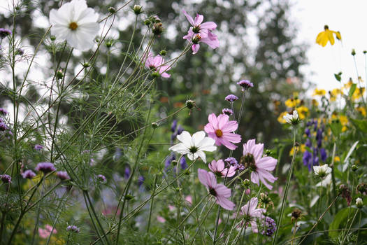 Garden of tranquillity