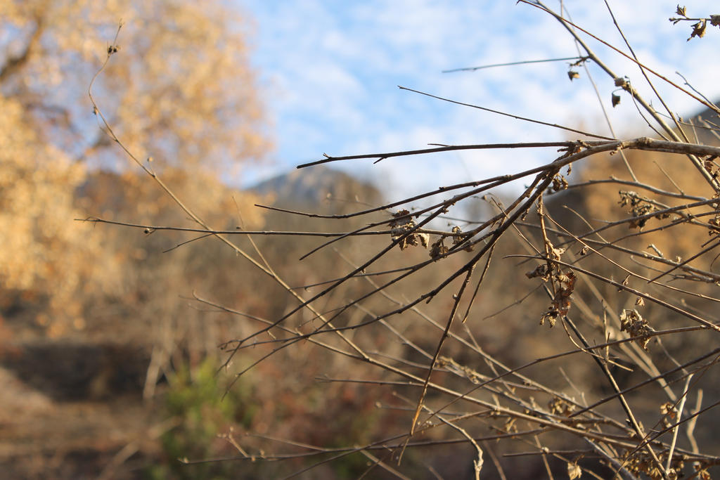 Winter in Southern California 2