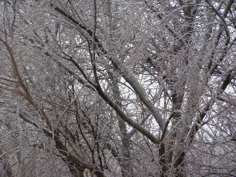 Ice Tree Family