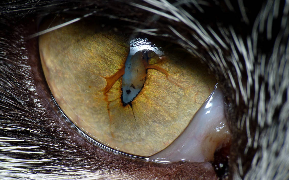 Scratched Pupil by Metkan on DeviantArt