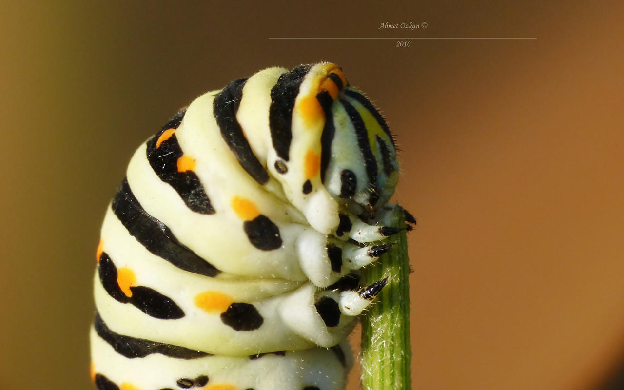 Papilio machaon face