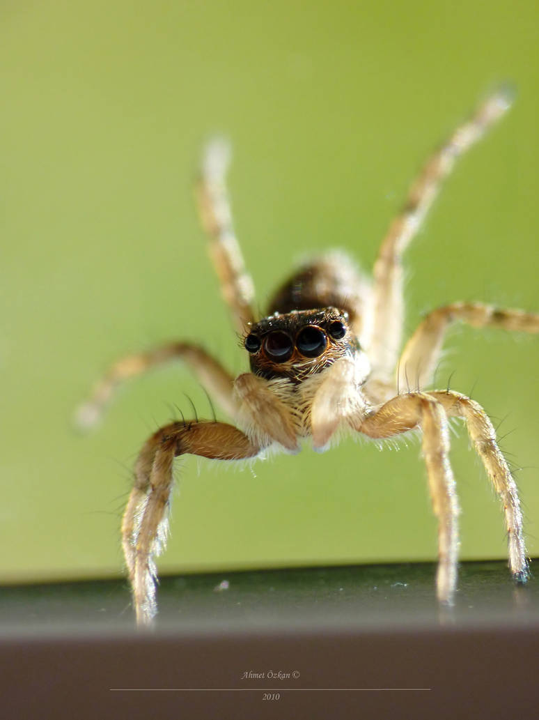 window jumper by Metkan on DeviantArt