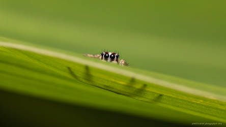 Eyes over Leaves