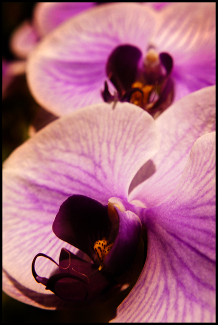 Orchidea