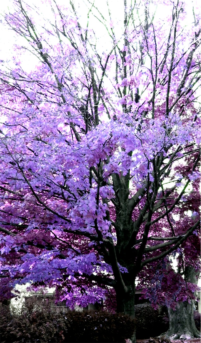 blueish tree II