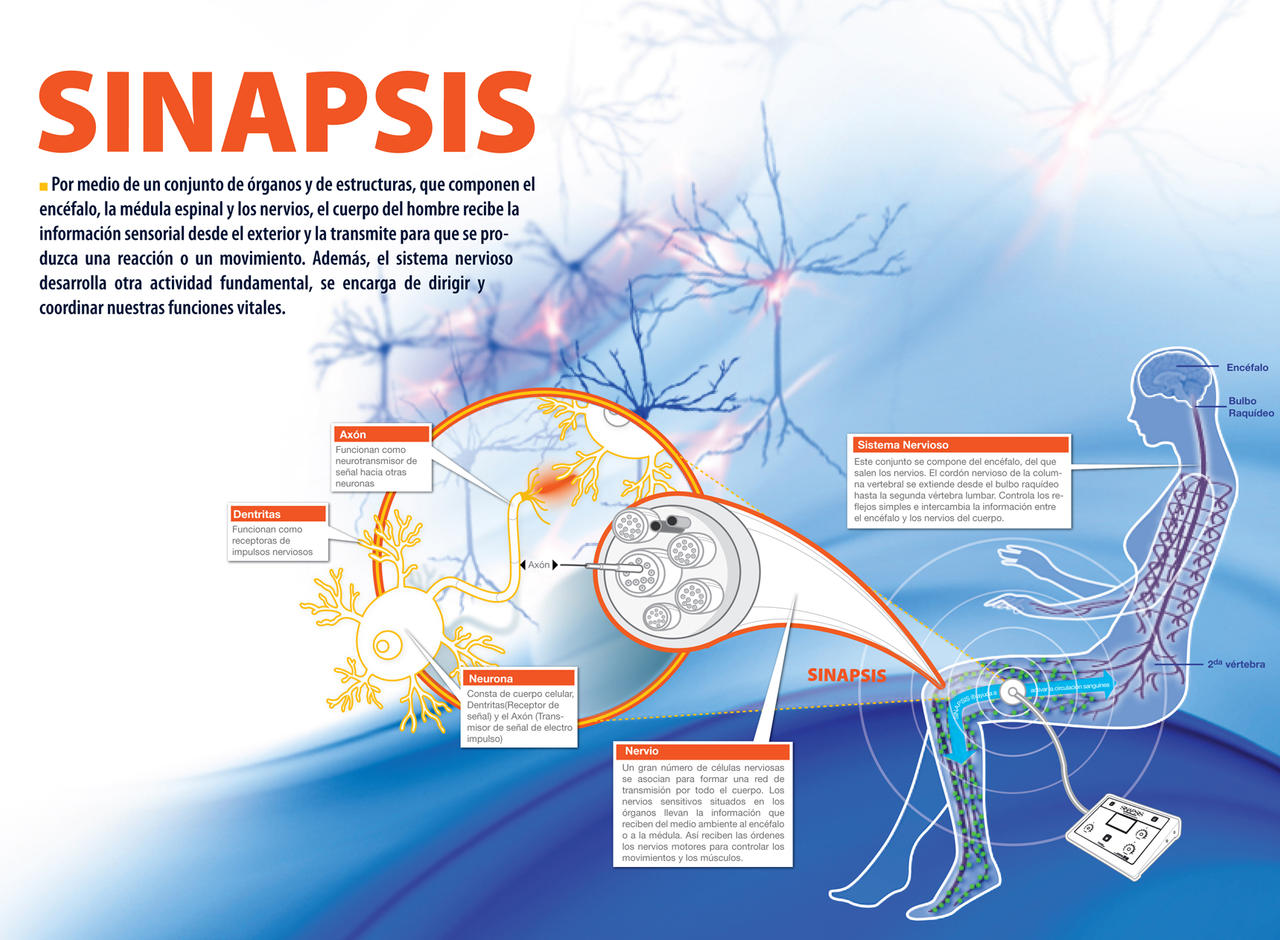 Sinapsis Infographic