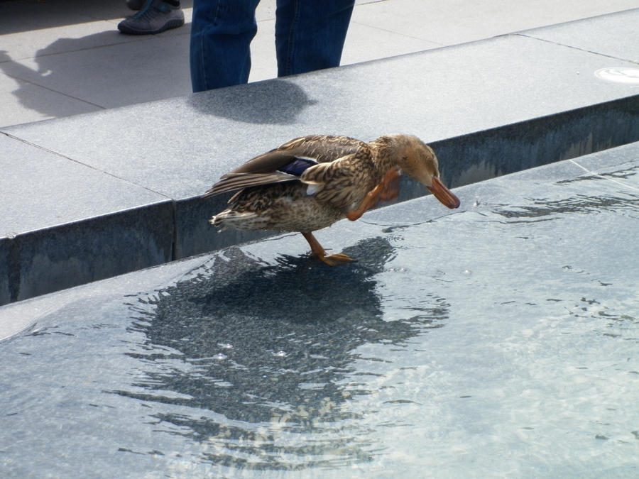 Duck at Musee du Louvre by danipilot