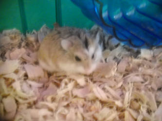 Taz my hamster