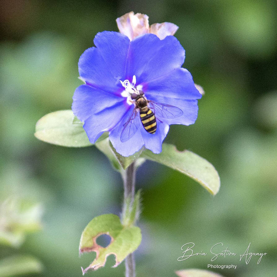 Bee Azul Blue Daze with bee by briasativa on DeviantArt