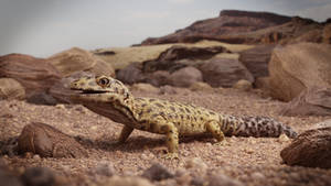 Leopard Gecko in the Sand