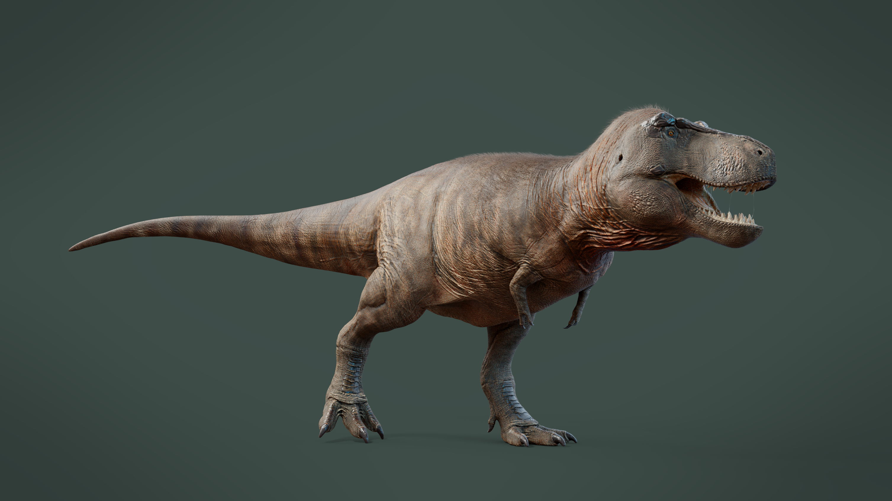 Tyrannosaurus rex | 3D model reconstruction by DerpyDuckArt on DeviantArt