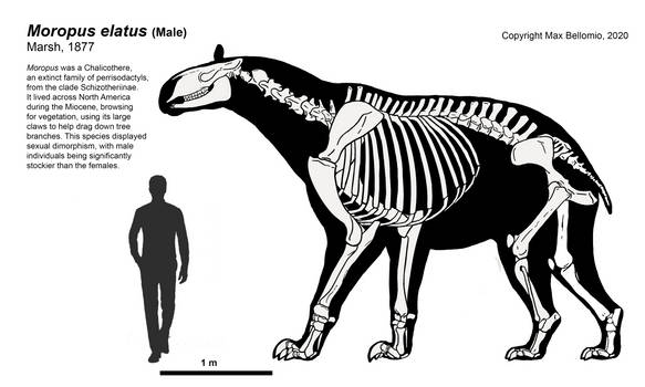 Moropus Explore the Best Moropus Art | DeviantArt