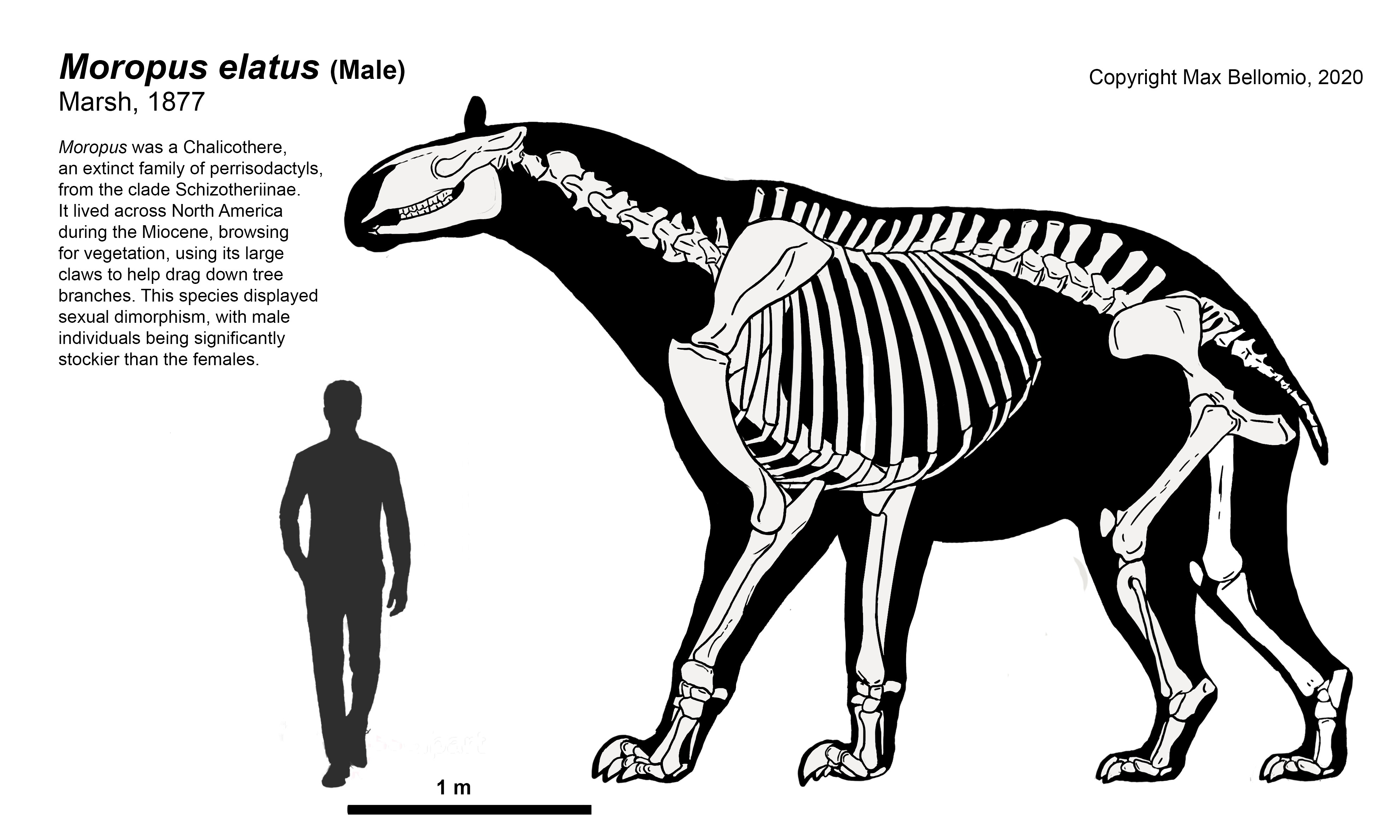 Moropus Moropus Skeletal Reconstruction by DerpyDuckArt on DeviantArt