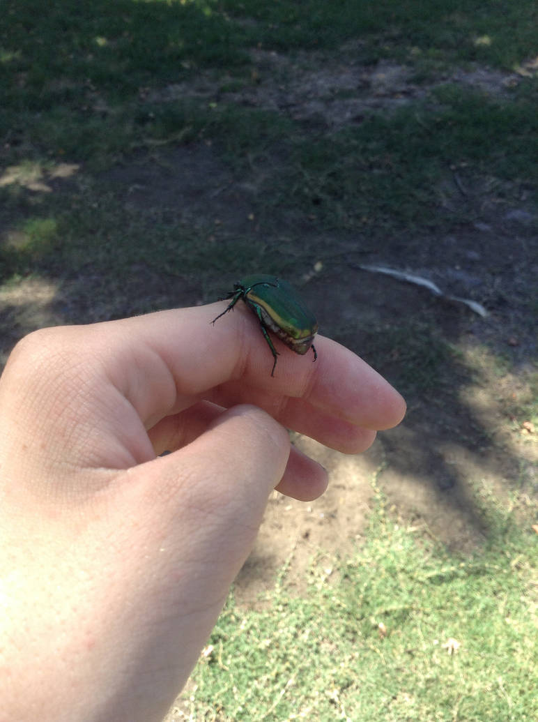 Tis junebug season. by AidenTheHumanY on DeviantArt