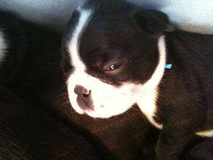 boston terrier puppy 4