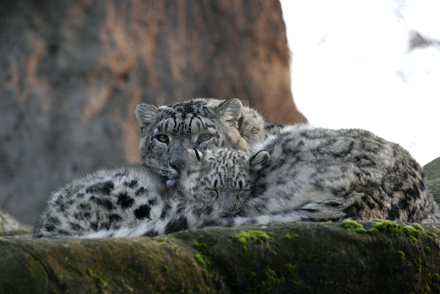  Snow Leopard 1