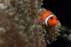 Clownfish 1