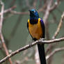 Birds Zoo Basel 18-01-2019 002