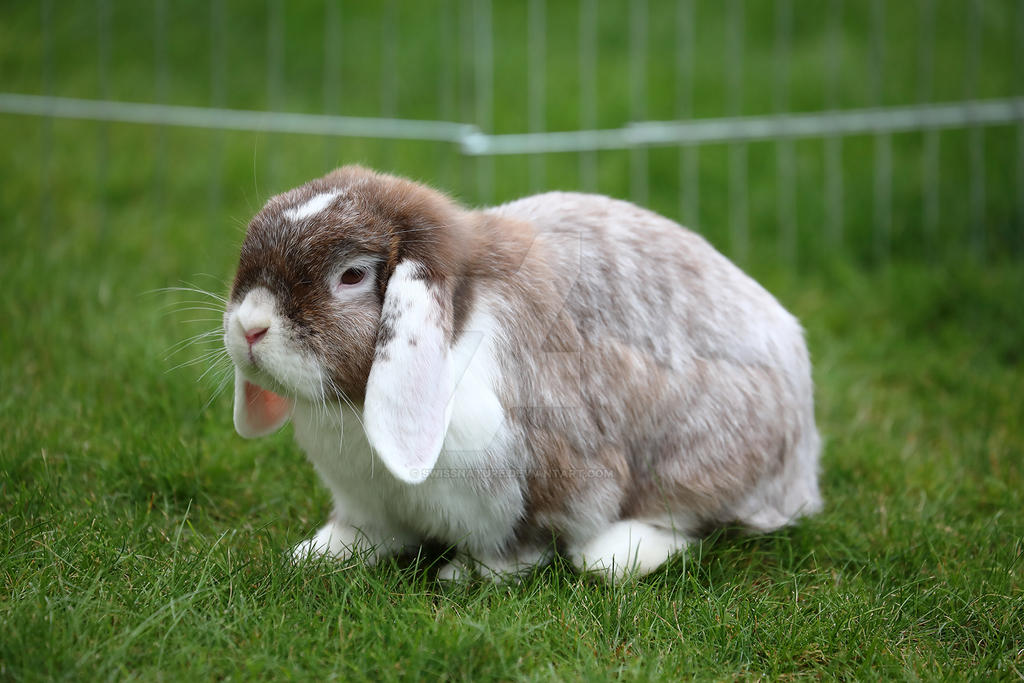 Pygmy Rabbits 06-07-2019 003 by swissnature on DeviantArt