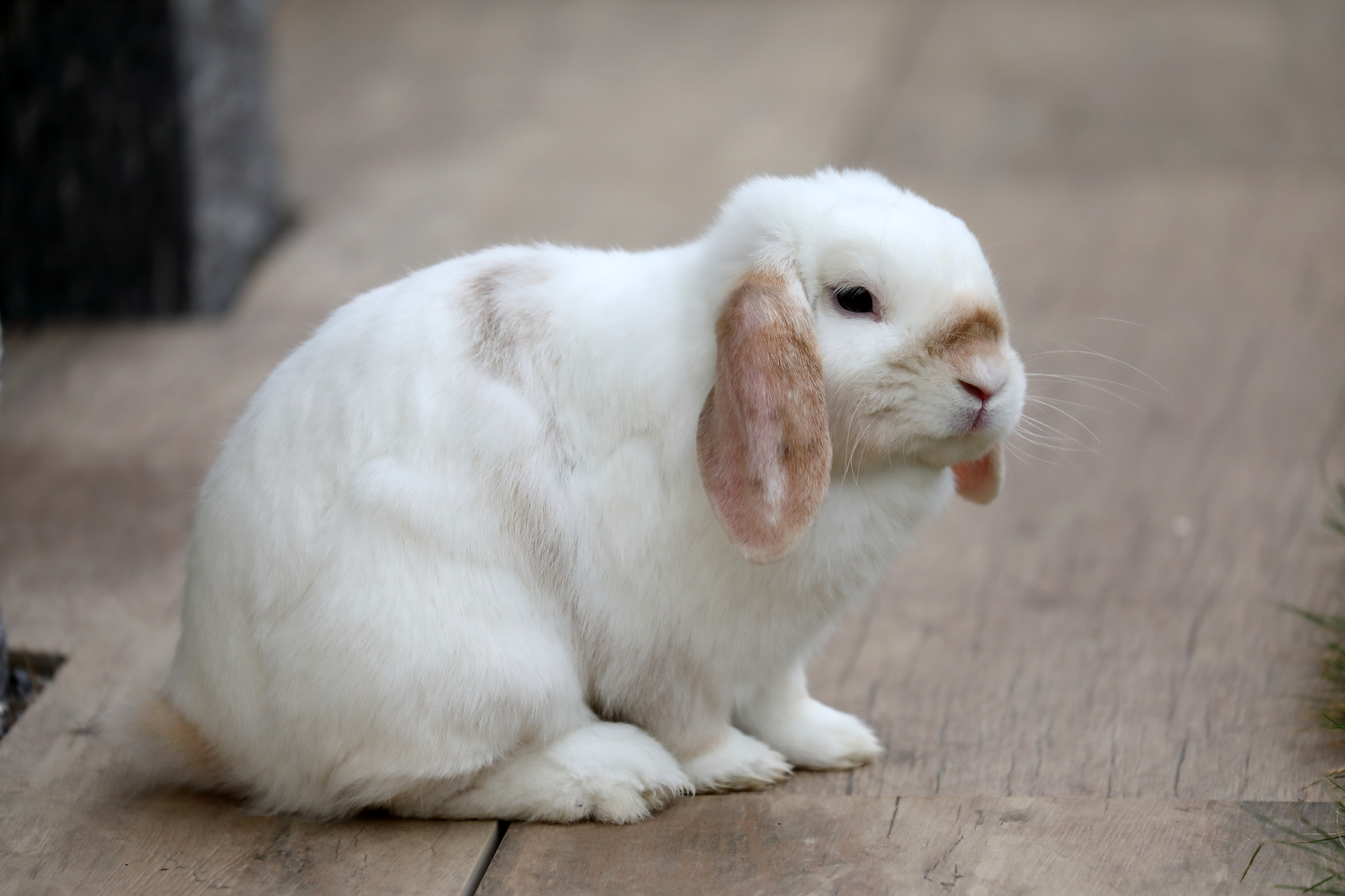 Pygimy Rabbits Pygmy Rabbits 06-07-2019 009 by swissnature on DeviantArt