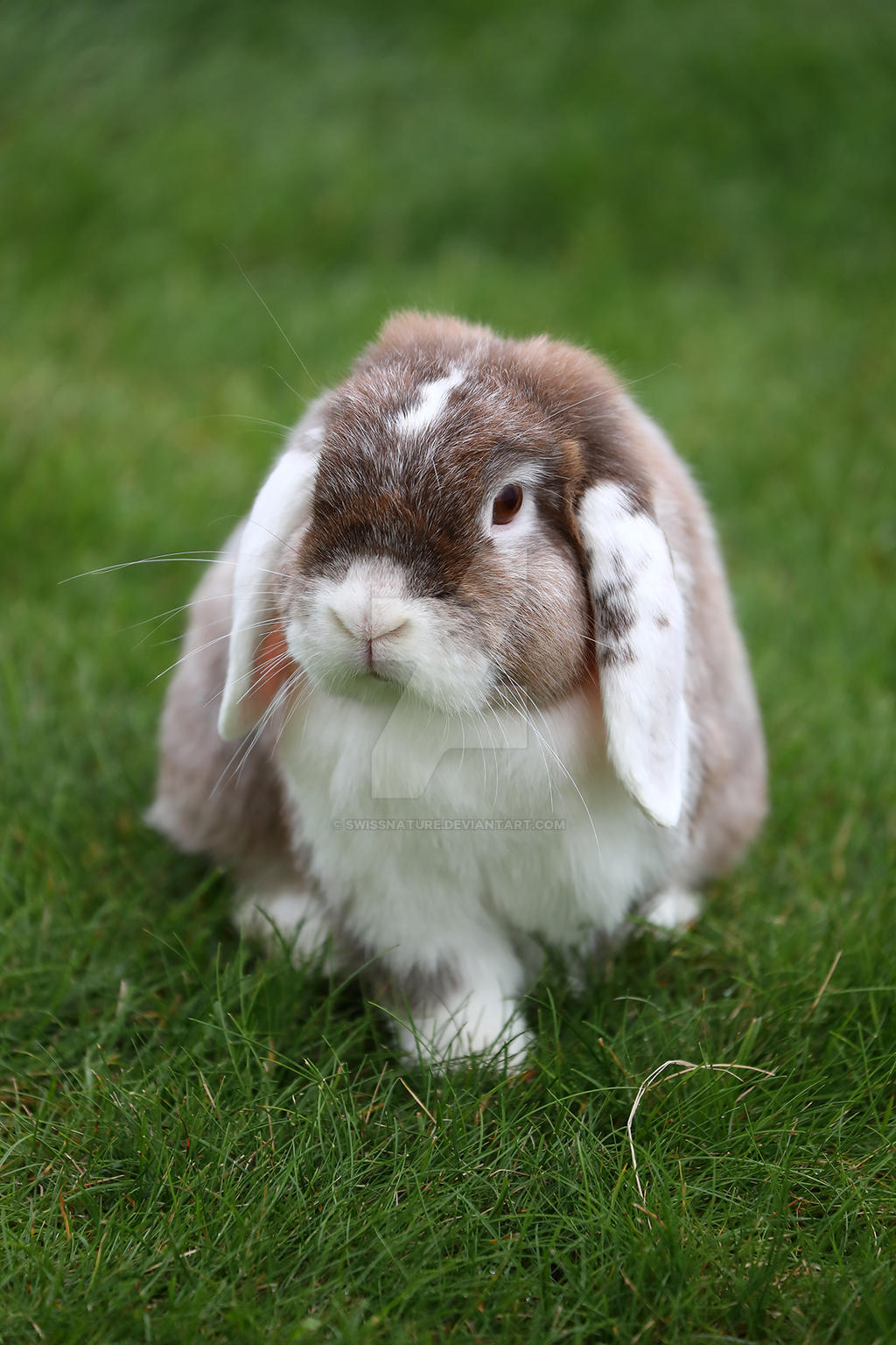 Pygimy Rabbits Pygmy Rabbits 08-07-2019 005 by swissnature on DeviantArt