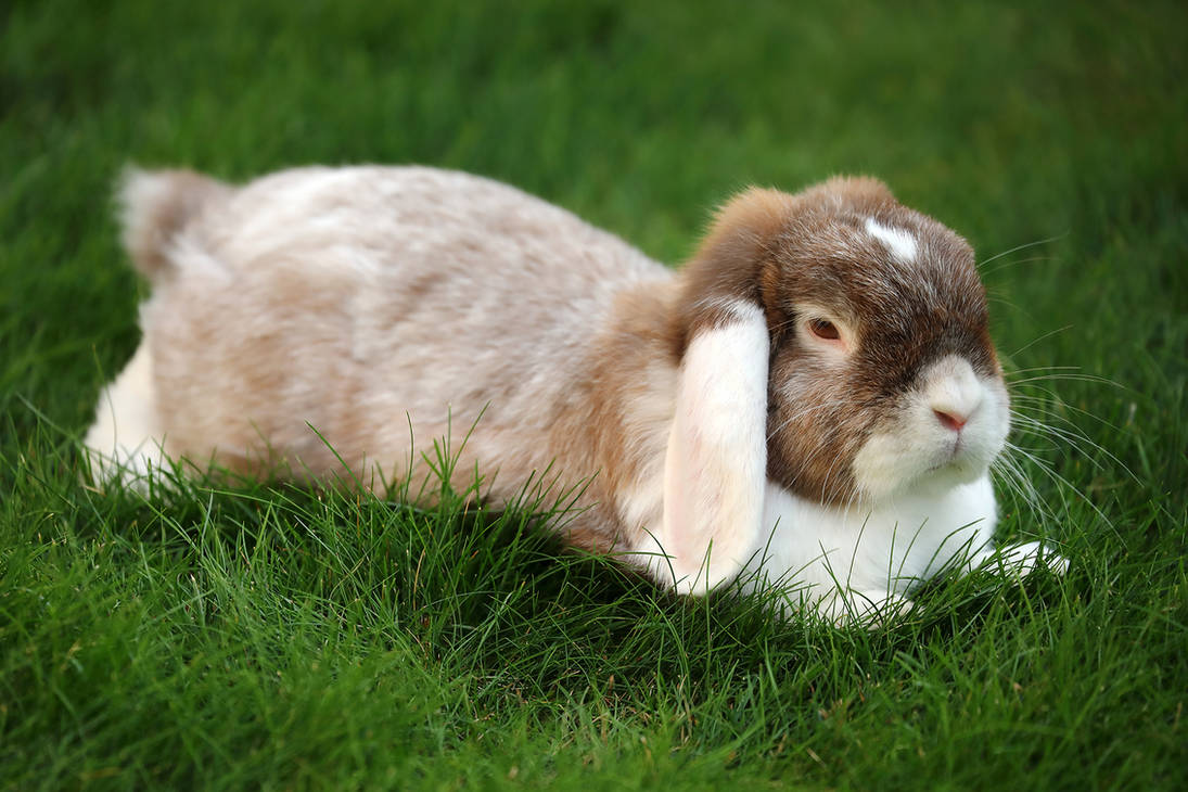 Pygimy Rabbits Pygmy Rabbits 08-07-2019 020 by swissnature on DeviantArt