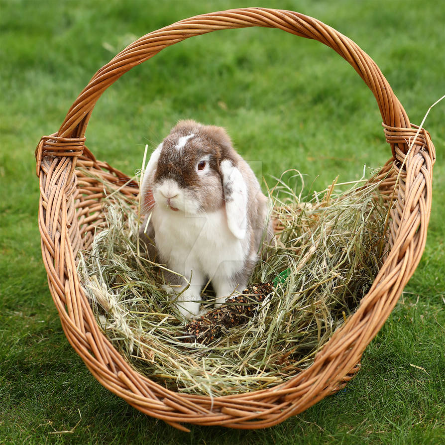 Pygmy Rabbits 11-07-2019 005 by swissnature on DeviantArt