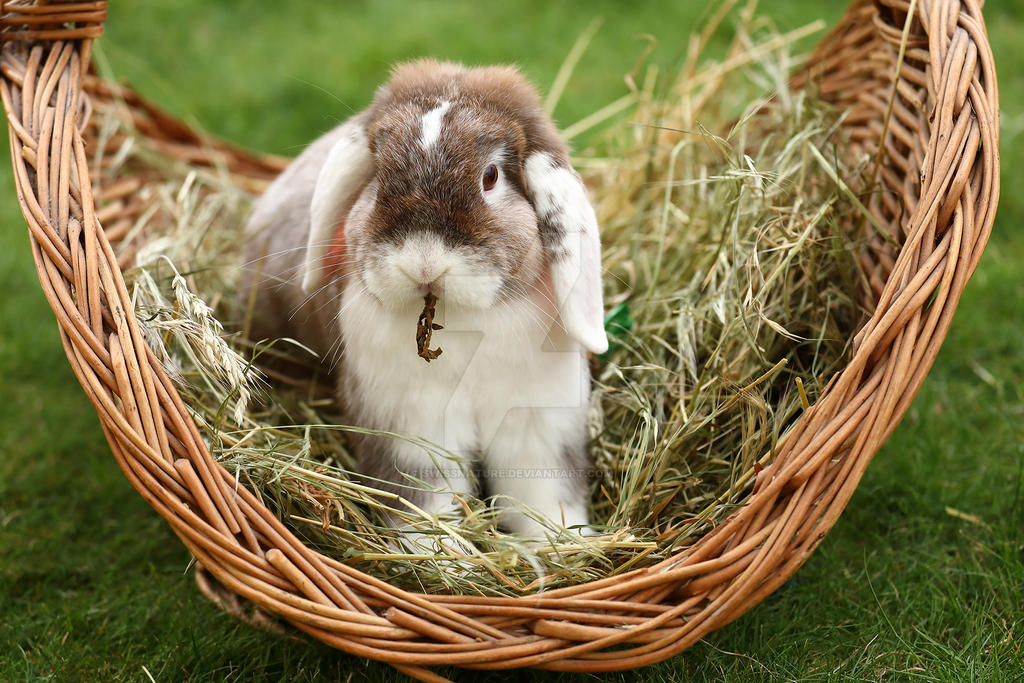 Pygmy Rabbits 11-07-2019 007 by swissnature on DeviantArt