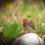 Robin 24-04-2020