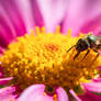 Bee 17-04-2026 010