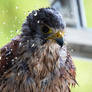 Falco tinnunculus 15-08-2026 016