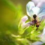 Ant and aphid 01-09-2026 001