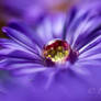 water drop on Aster 31-08-2026 001