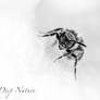 Bee 11-09-2026 005