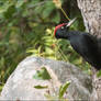 Black Woodpecker 2